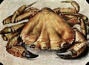 Lobster Albrecht Durer